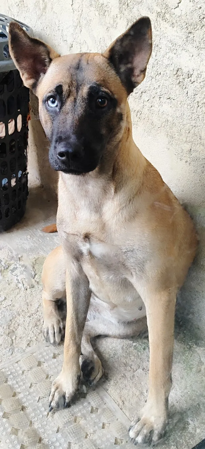 Cachorro raça Pastor Alemão idade 2 anos nome japonesa 