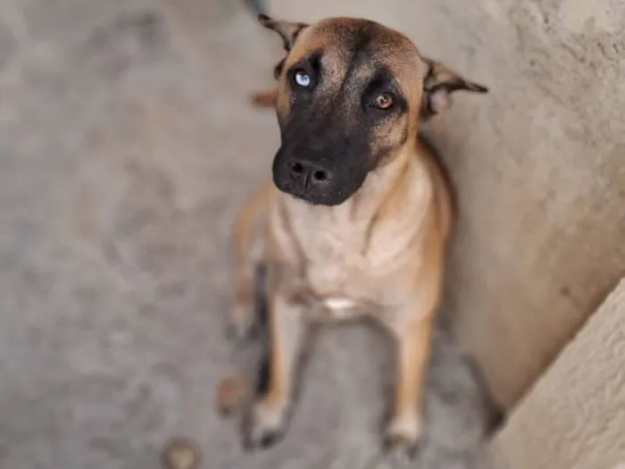 Cachorro raça Pastor Alemão idade 2 anos nome japonesa 