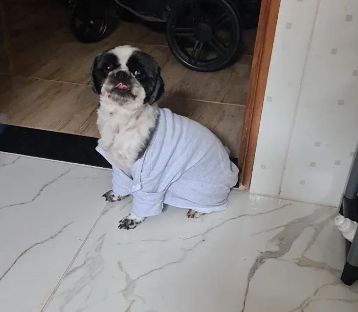 Cachorro raça Shitzu idade 6 ou mais anos nome Estrela 
