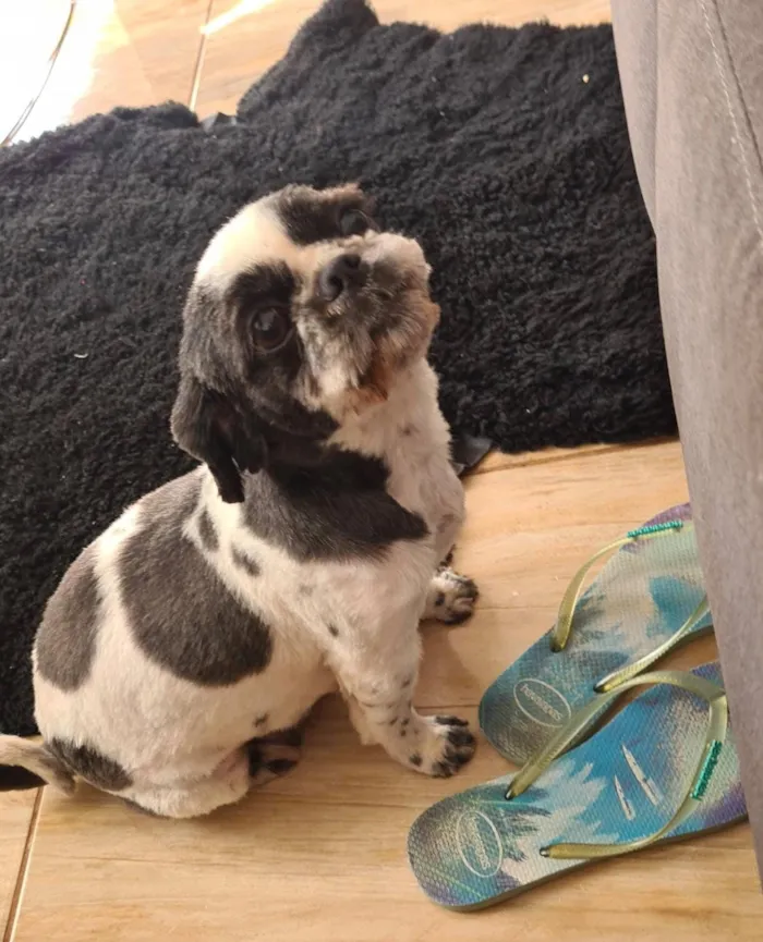Cachorro raça Shitzu idade 6 ou mais anos nome Estrela 