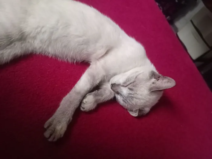 Gato raça SRD-ViraLata idade 2 a 6 meses nome Kalice