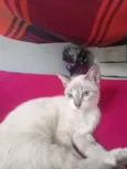 Kalice