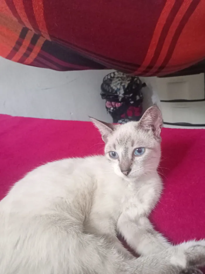 Gato raça SRD-ViraLata idade 2 a 6 meses nome Kalice