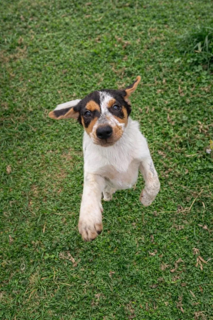 Cachorro raça SRD-ViraLata idade 2 a 6 meses nome princesa 