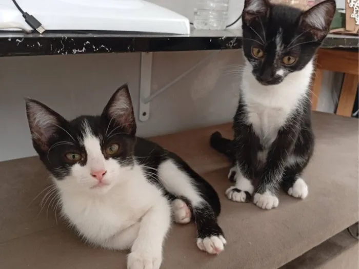 Gato raça SRD-ViraLata idade 2 a 6 meses nome Rosa e Katie 