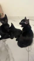 Três gatinhos pretos para adoção ?? 