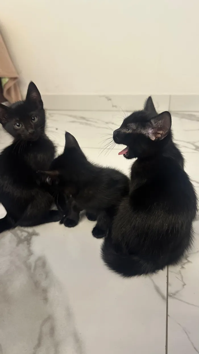 Gato raça SRD-ViraLata idade 2 a 6 meses nome Três gatinhos pretos para adoção ?? 