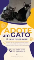Três gatinhos pretos para adoção ?? 