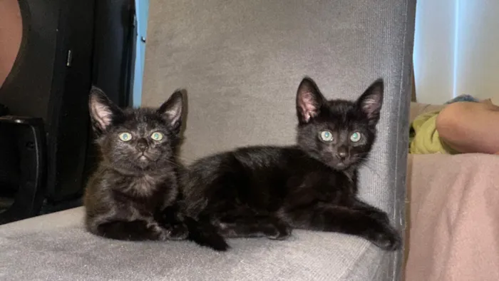 Gato raça SRD-ViraLata idade 2 a 6 meses nome Três gatinhos pretos para adoção ?? 