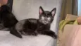 Três gatinhos pretos para adoção ?? 