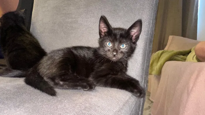 Gato raça SRD-ViraLata idade 2 a 6 meses nome Três gatinhos pretos para adoção ?? 