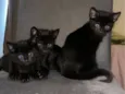Três gatinhos pretos para adoção ?? 