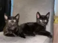 Três gatinhos pretos para adoção ?? 