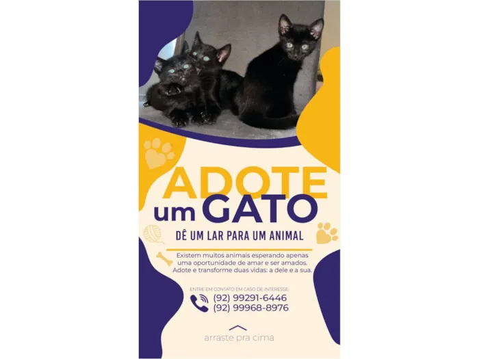 Gato raça SRD-ViraLata idade 2 a 6 meses nome Três gatinhos pretos para adoção ?? 