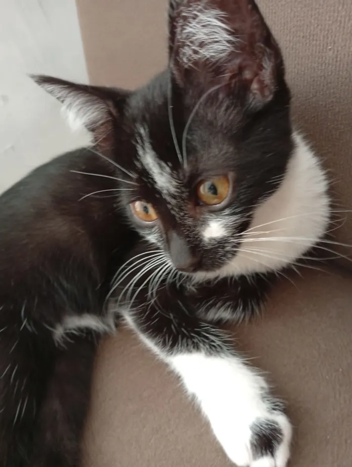 Gato raça SRD-ViraLata idade 2 a 6 meses nome Rosa e Katie 