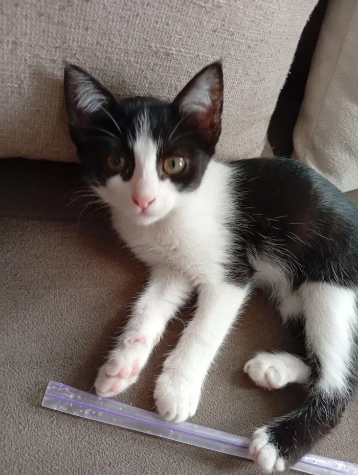 Gato raça SRD-ViraLata idade 2 a 6 meses nome Rosa e Katie 