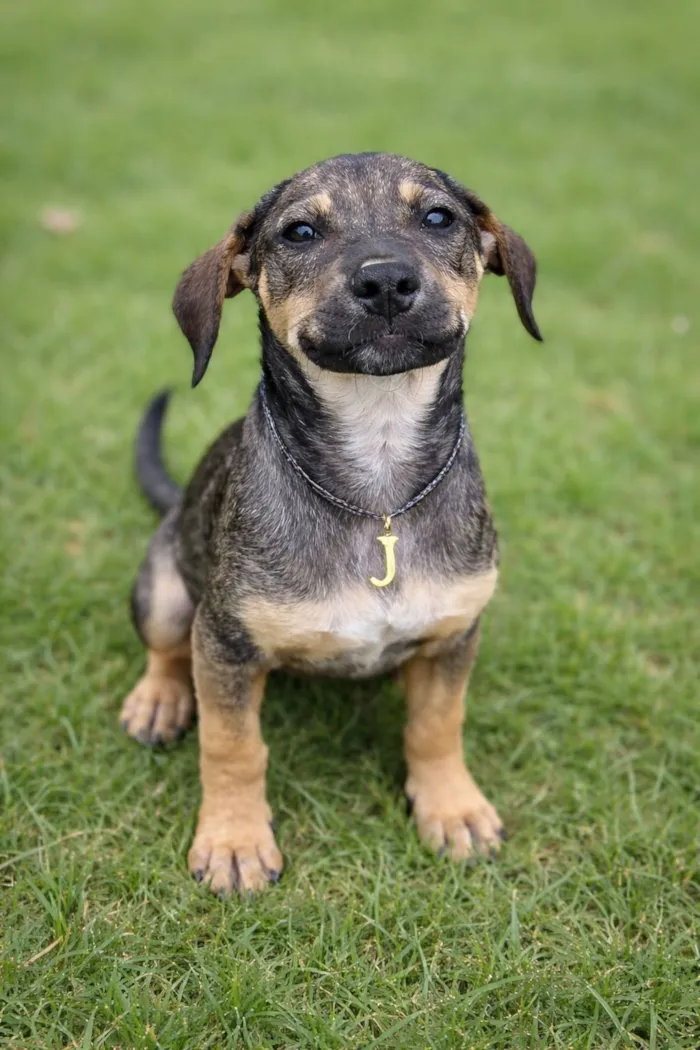 Cachorro raça SRD-ViraLata idade 2 a 6 meses nome Jollie