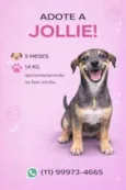 Jollie