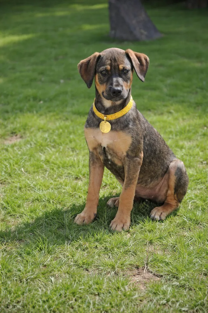 Cachorro raça SRD-ViraLata idade 2 a 6 meses nome Jollie