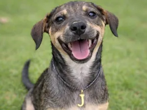 Cachorro raça SRD-ViraLata idade 2 a 6 meses nome Jollie