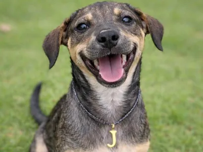 Cachorro raça SRD-ViraLata idade 2 a 6 meses nome Jollie