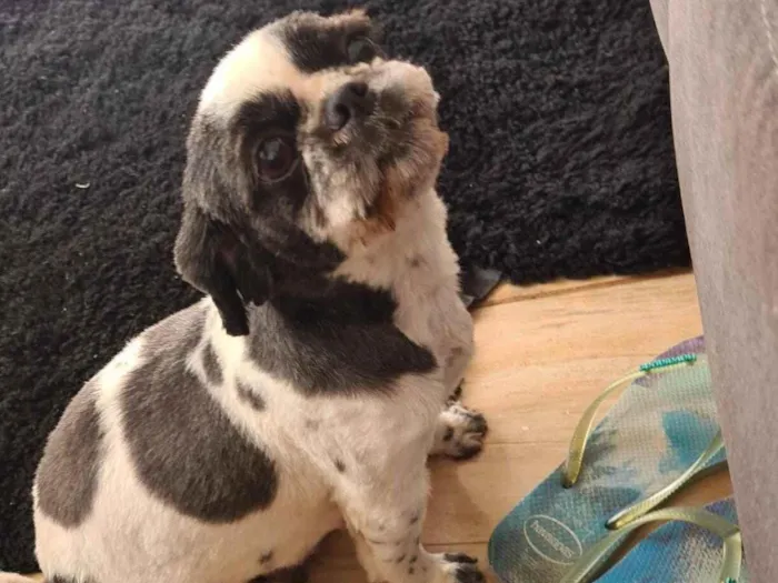 Cachorro raça Shitzu idade 6 ou mais anos nome Estrela 