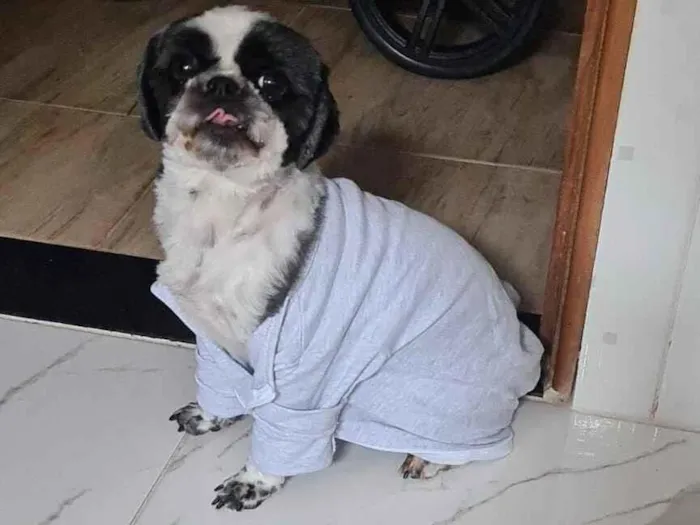 Cachorro raça Shitzu idade 6 ou mais anos nome Estrela 