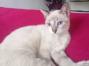 Gato raça SRD-ViraLata idade 2 a 6 meses nome Kalice