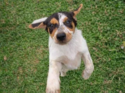 Cachorro raça SRD-ViraLata idade 2 a 6 meses nome princesa 