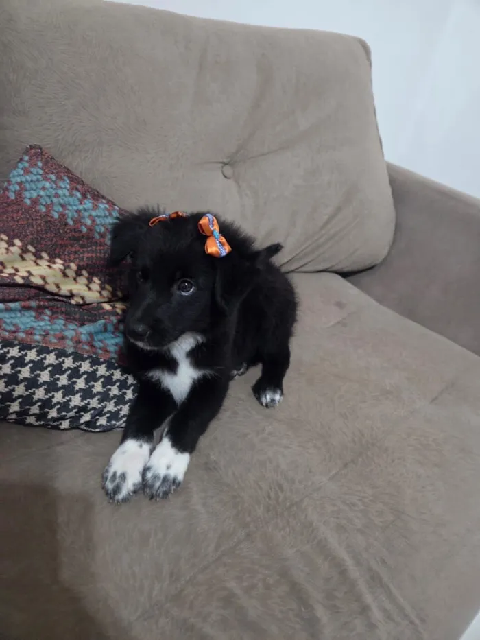 Cachorro raça SRD-ViraLata idade 2 a 6 meses nome kiara 