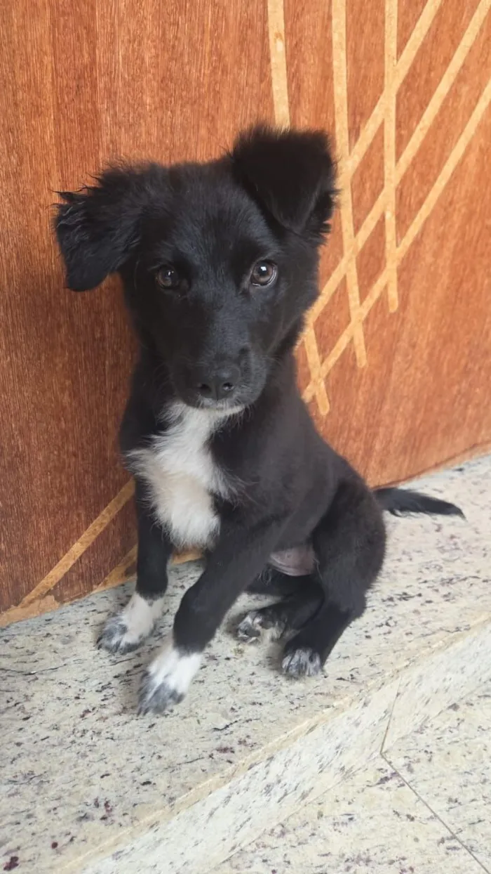Cachorro raça SRD-ViraLata idade 2 a 6 meses nome kiara 