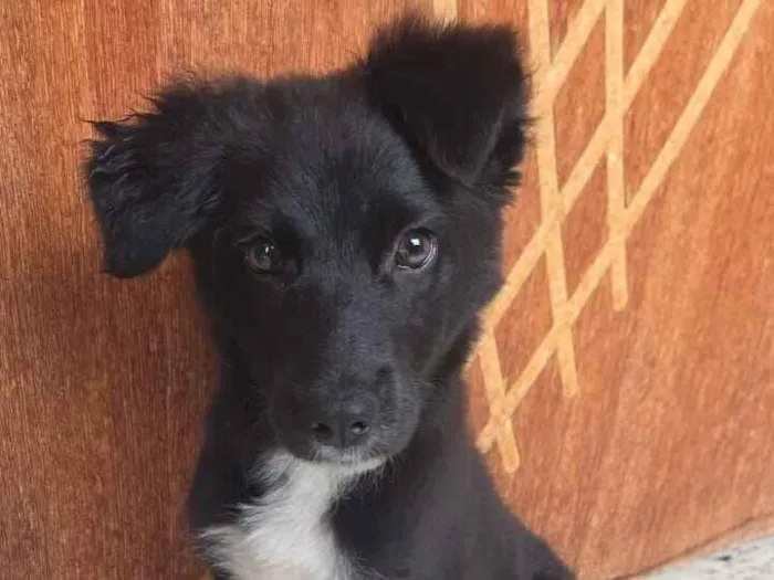 Cachorro raça SRD-ViraLata idade 2 a 6 meses nome kiara 