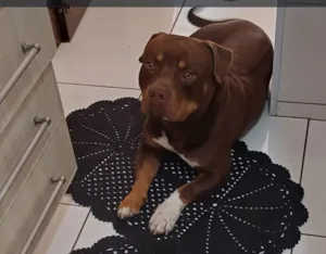 Cachorro raça Pit-Bull idade 3 anos nome Jamal 