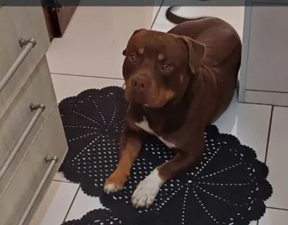 Cachorro raça Pit-Bull idade 3 anos nome Jamal 