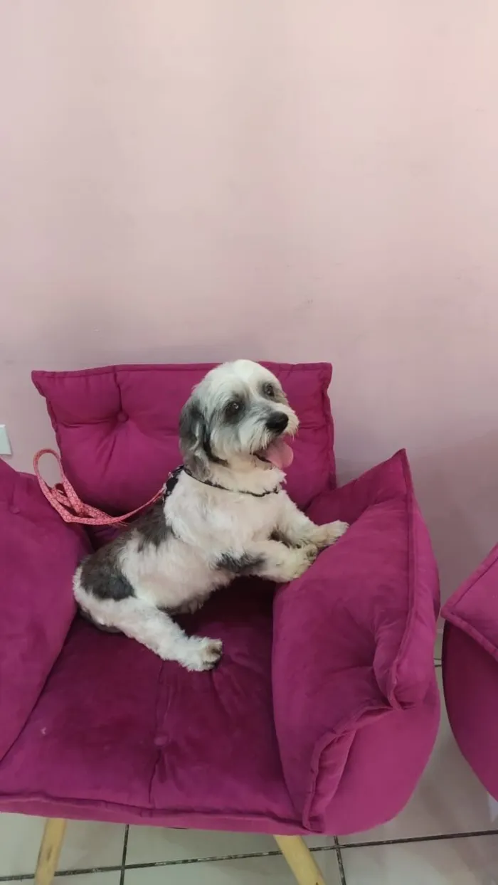 Cachorro raça Lhasa Apso idade 2 anos nome Heva 