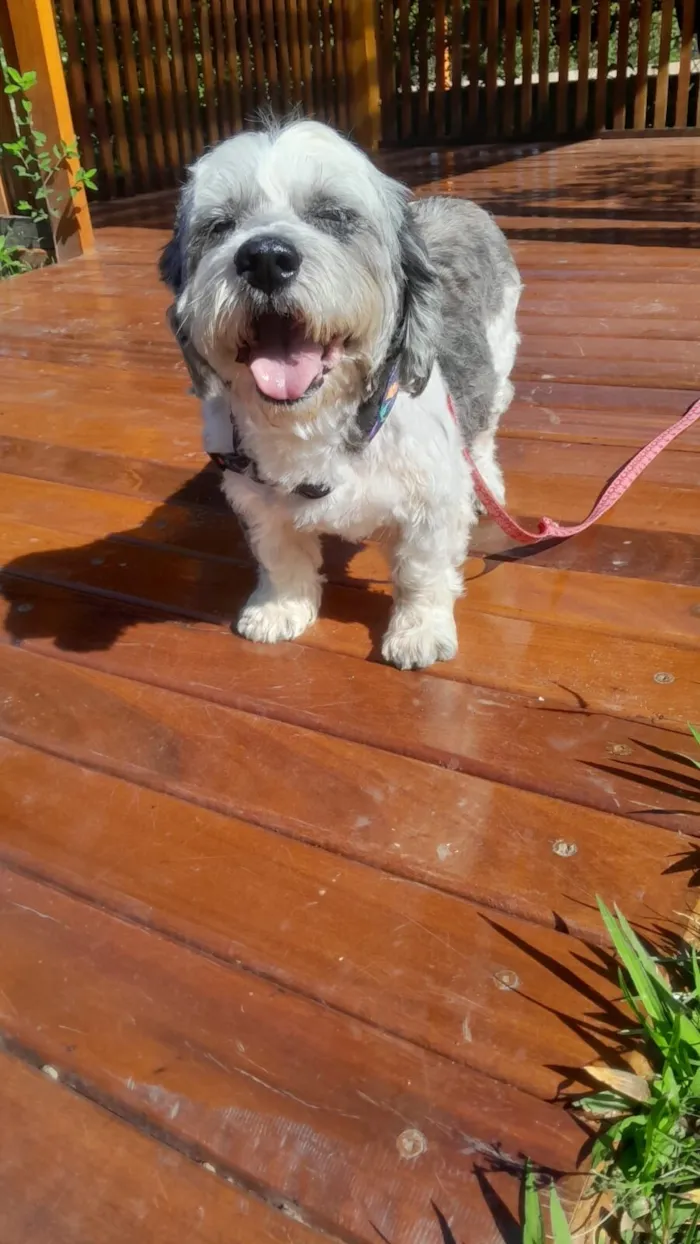 Cachorro raça Lhasa Apso idade 2 anos nome Heva 