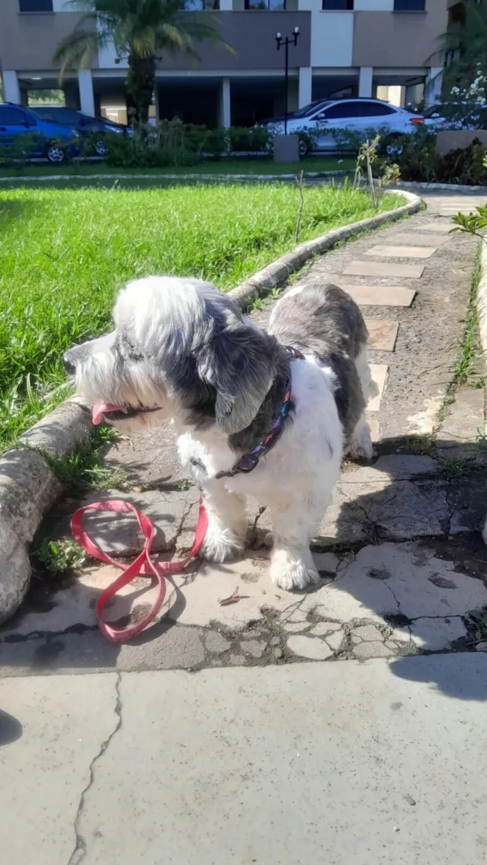 Cachorro raça Lhasa Apso idade 2 anos nome Heva 