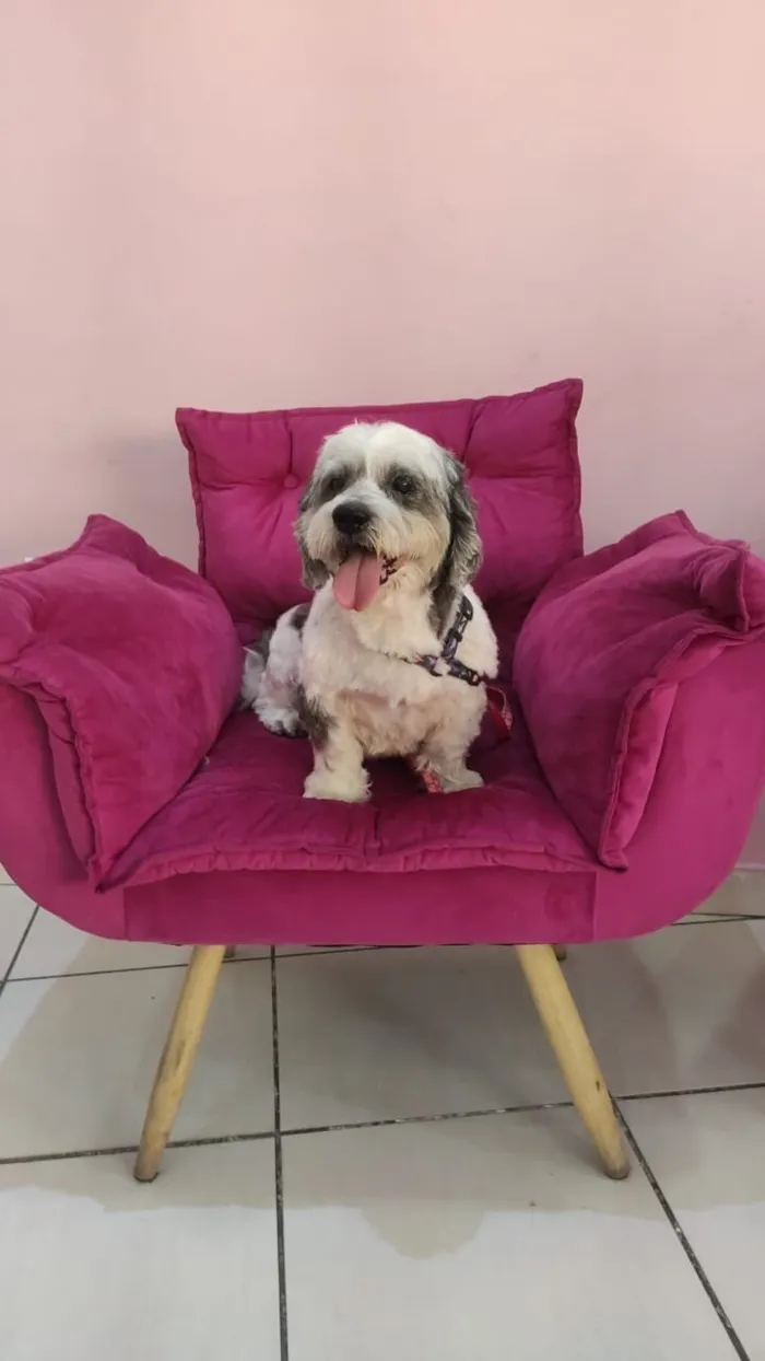 Cachorro raça Lhasa Apso idade 2 anos nome Heva 