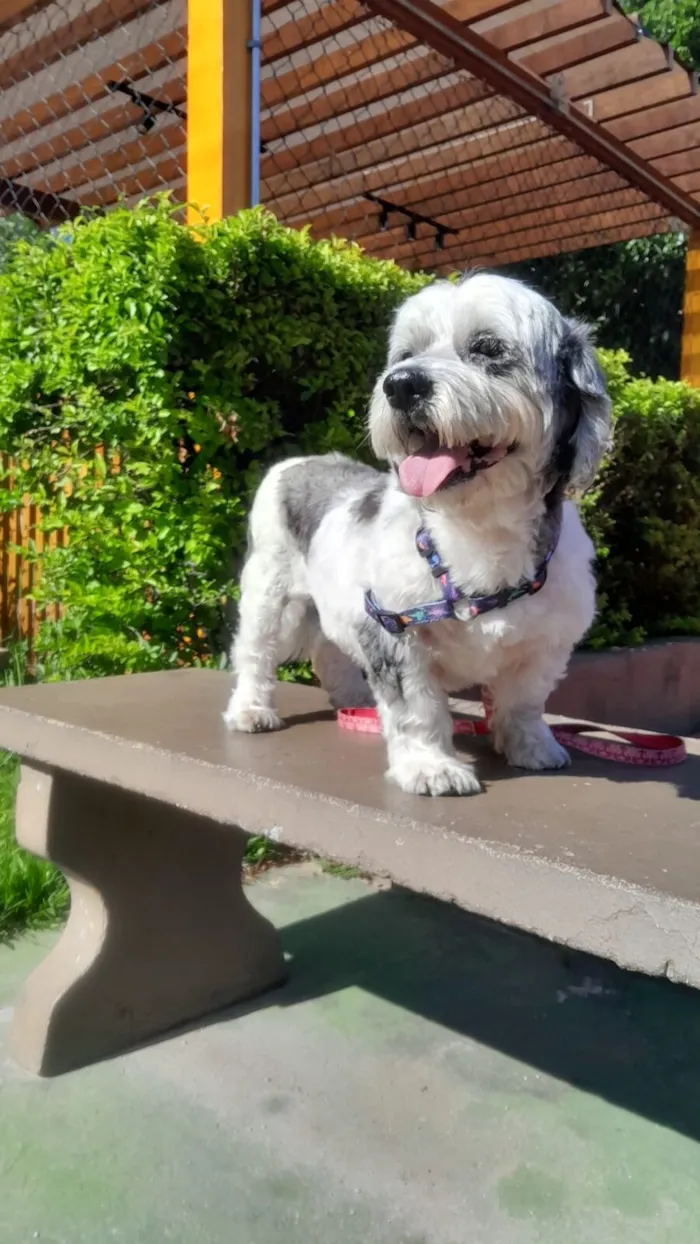 Cachorro raça Lhasa Apso idade 2 anos nome Heva 