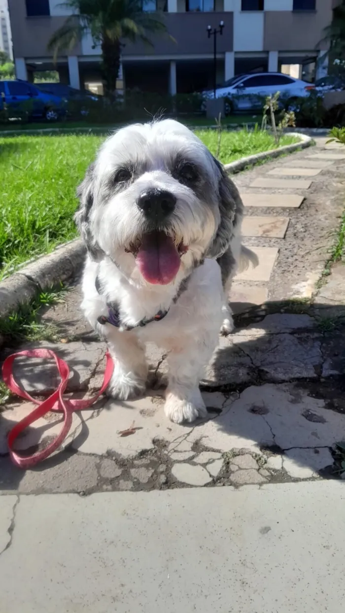 Cachorro raça Lhasa Apso idade 2 anos nome Heva 