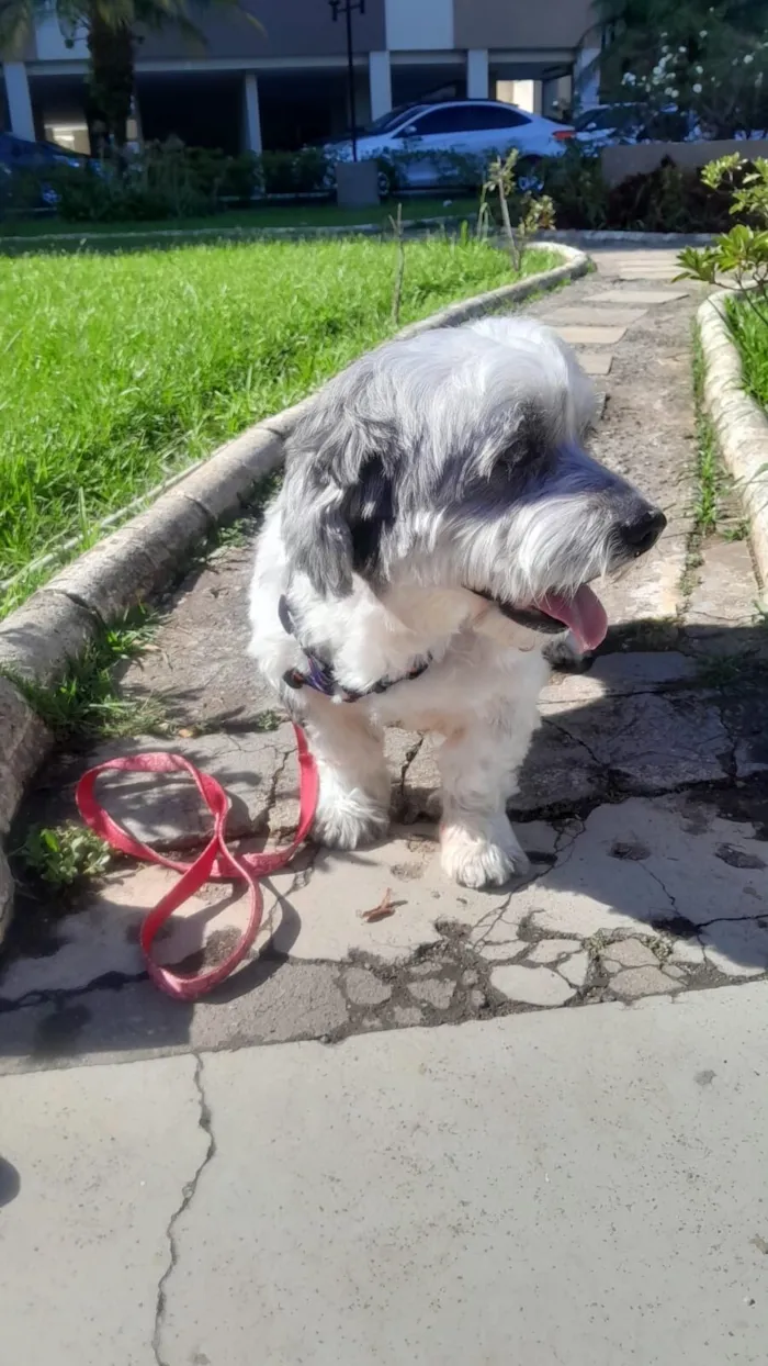 Cachorro raça Lhasa Apso idade 2 anos nome Heva 