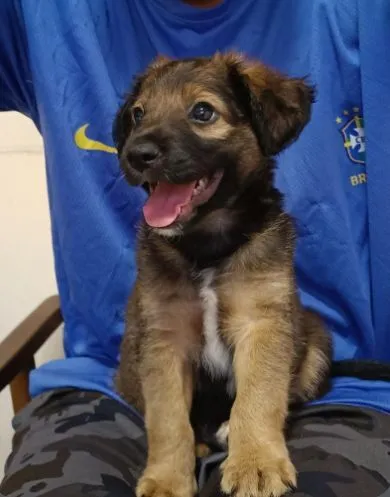 Cachorro raça SRD-ViraLata idade 2 a 6 meses nome Zezinho