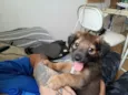 Zezinho