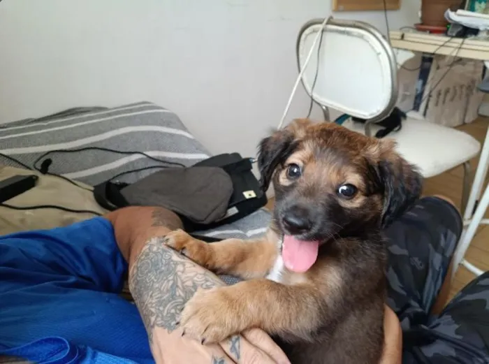 Cachorro raça SRD-ViraLata idade 2 a 6 meses nome Zezinho