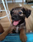 Zezinho