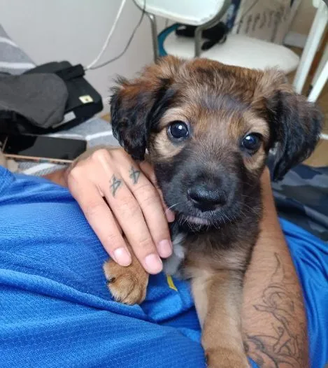 Cachorro raça SRD-ViraLata idade 2 a 6 meses nome Zezinho