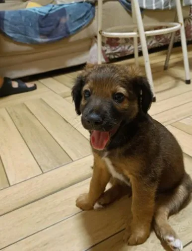 Cachorro raça SRD-ViraLata idade 2 a 6 meses nome Zezinho