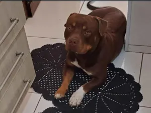 Cachorro raça Pit-Bull idade 3 anos nome Jamal 