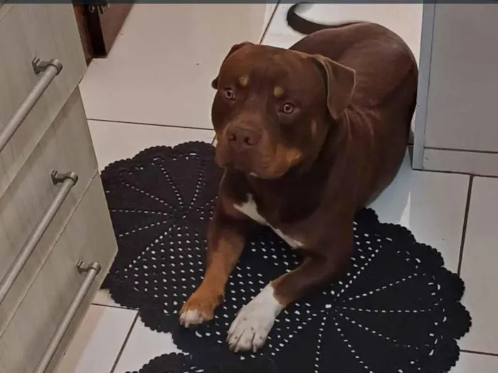 Cachorro raça Pit-Bull idade 3 anos nome Jamal 