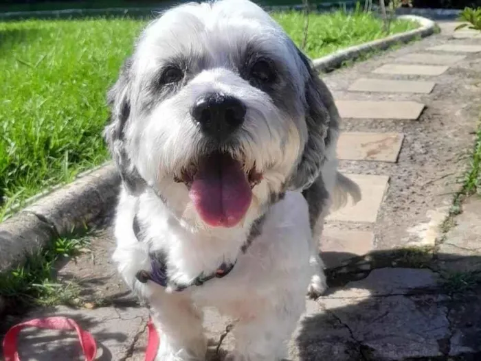 Cachorro raça Lhasa Apso idade 2 anos nome Heva 